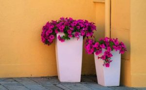 Pourquoi rêver de pétunias ?