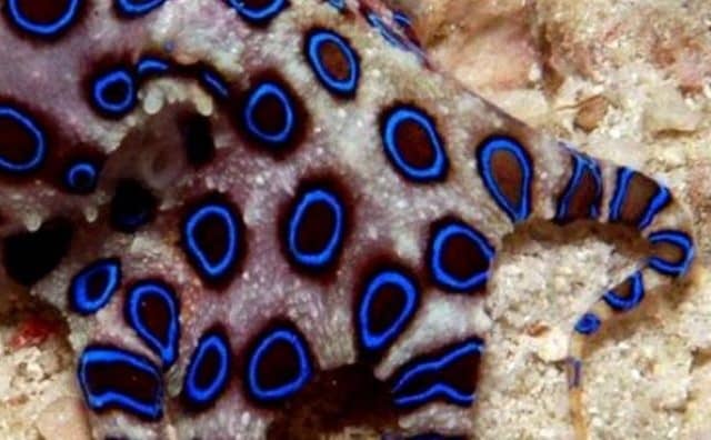 Rêver de pieuvre bleue