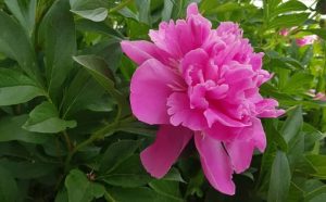 Pourquoi rêver de pivoines ?