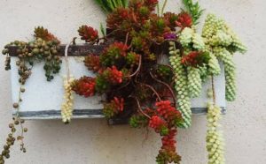 Pourquoi rêver de plantes grasses ?