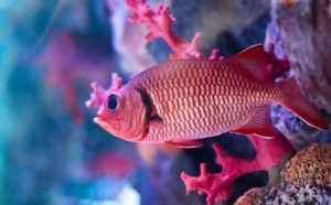 Pourquoi rêver de poisson rose ?