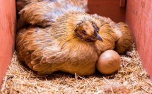 Pourquoi rêver de poule couveuse ?