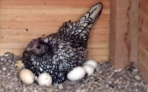 Pourquoi rêver de poule qui couve ses oeufs ?