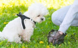 Pourquoi rêver de ramasser du caca ?
