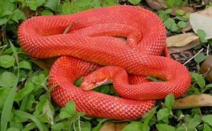 Pourquoi rêver de serpent rouge venimeux ?