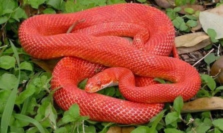 Pourquoi rêver de serpent rouge venimeux ?
