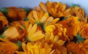 Pourquoi rêver de soucis ou calendula ?