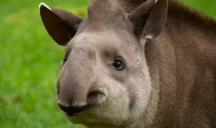 Pourquoi rêver de tapir ?