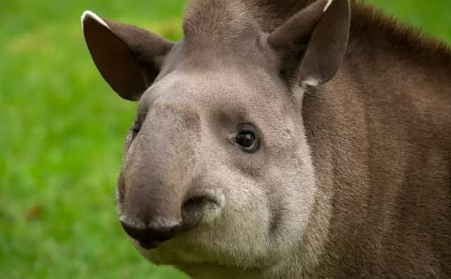 Pourquoi rêver de tapir ?