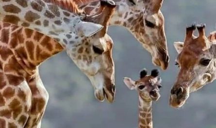 Pourquoi rêver de tête de girafe ?