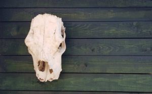 Pourquoi rêver de tête de vache ?