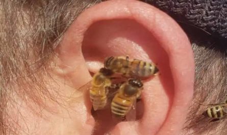 Pourquoi rêver d'abeilles sortant de l'oreille ?