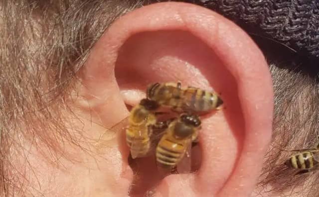 Pourquoi rêver d'abeilles sortant de l'oreille ?