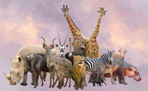 Pourquoi rêver d’animaux entrant dans la maison ?