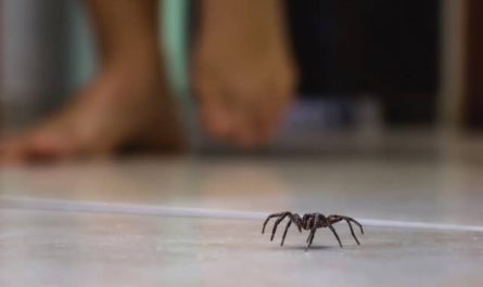 Pourquoi rêver d’araignées dans la maison ?