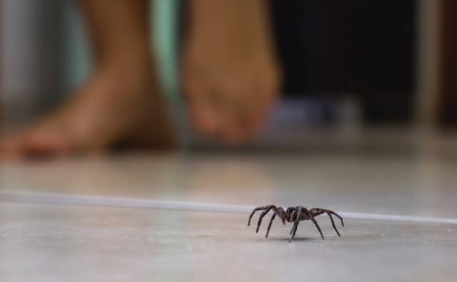 Pourquoi rêver d’araignées dans la maison ?