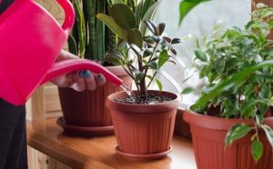 Pourquoi rêver d'arroser des plantes ?