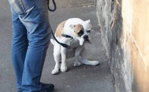 Pourquoi rêver d'excréments de chien ?