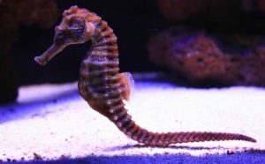 Pourquoi rêver d'hippocampe ?