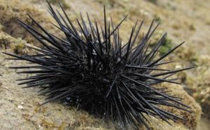 Pourquoi rêver d'oursins ?