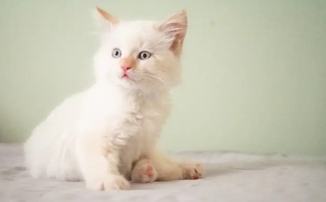 Rêver d’un chaton blanc