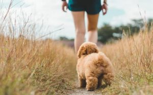 Pourquoi rêver d'un chien qui me poursuit ?