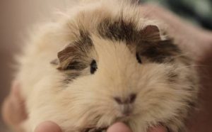 Pourquoi rêver de cobaye ?