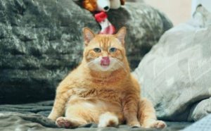 Pourquoi rêver d'un gros chat ?