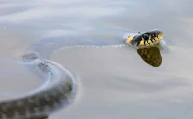 Rêver d’un serpent flottant dans l’eau