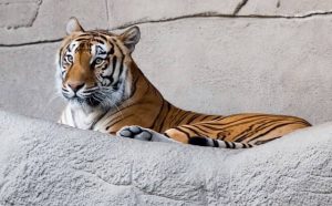 Pourquoi rêver d’un tigre à la maison ?