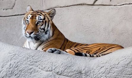 Pourquoi rêver d’un tigre à la maison ?