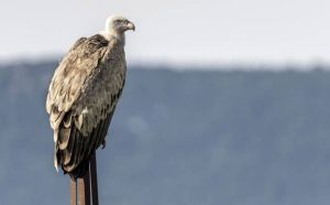 Pourquoi rêver d'un vautour géant ?