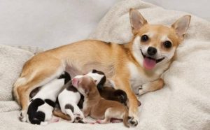 Pourquoi rêver d'une chienne qui accouche ?