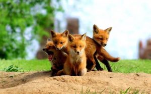 Pourquoi rêver de bébé renard ?