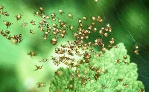 Pourquoi rêver de bébés araignées ?