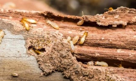 Pourquoi rêver de bois avec des termites ?
