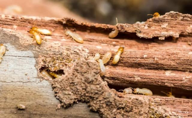 Rêver de bois avec des termites