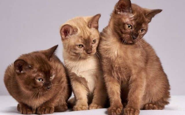 Rêver de chat marron : Comment l'interpréter?