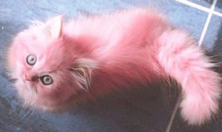 Rêver de chat rose : Comment l'interpréter ?