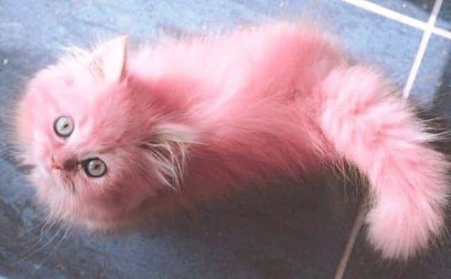Rêver de chat rose : Comment l'interpréter ?