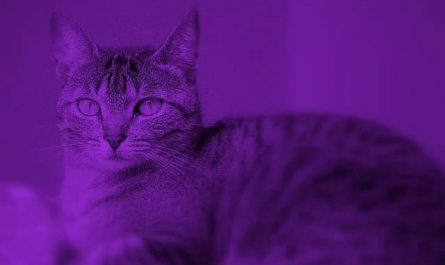 Rêver de chat violet : Comment l'interpréter ?