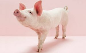 Pourquoi rêver de cochon propre ?