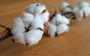 Pourquoi rêver de coton ?