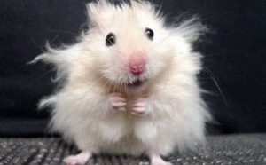 Pourquoi rêver de hamster ?