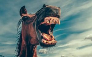 Pourquoi rêver de hennissement ?