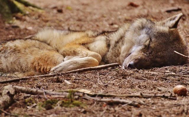 Pourquoi rêver de loup blessé ?