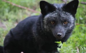 Pourquoi rêver de renard noir ?