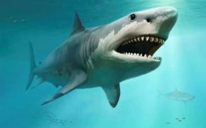 Pourquoi rêver de requin géant ?