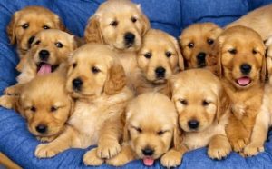 Pourquoi rêver de sauver des chiots ?