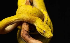 Pourquoi rêver de serpent jaune ?